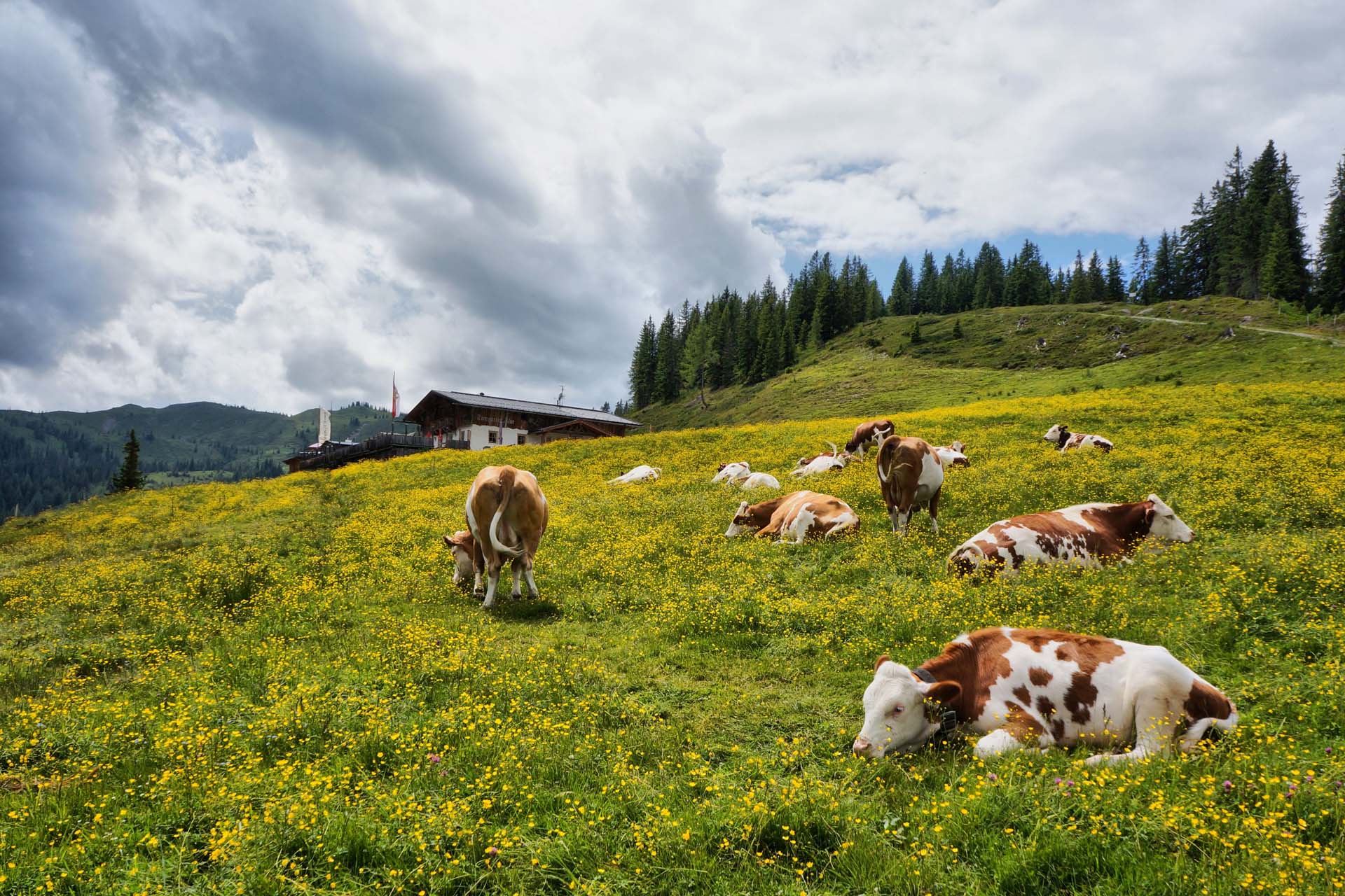 Widlbach-Lodge-Kuehe-auf-der-Tiergartenalm