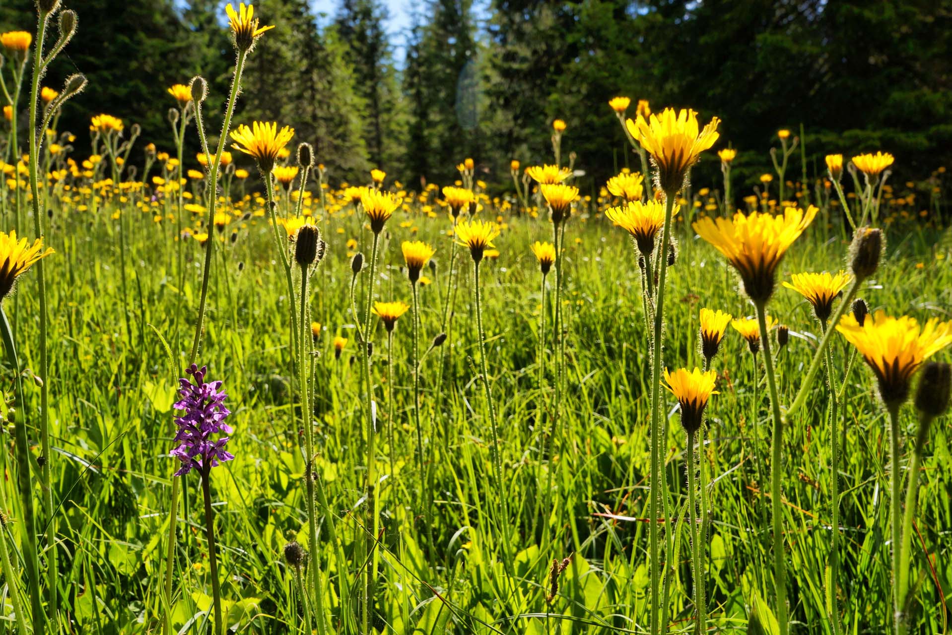 Wildbach-Lodge-Tiergartenalm-Alpenblumen