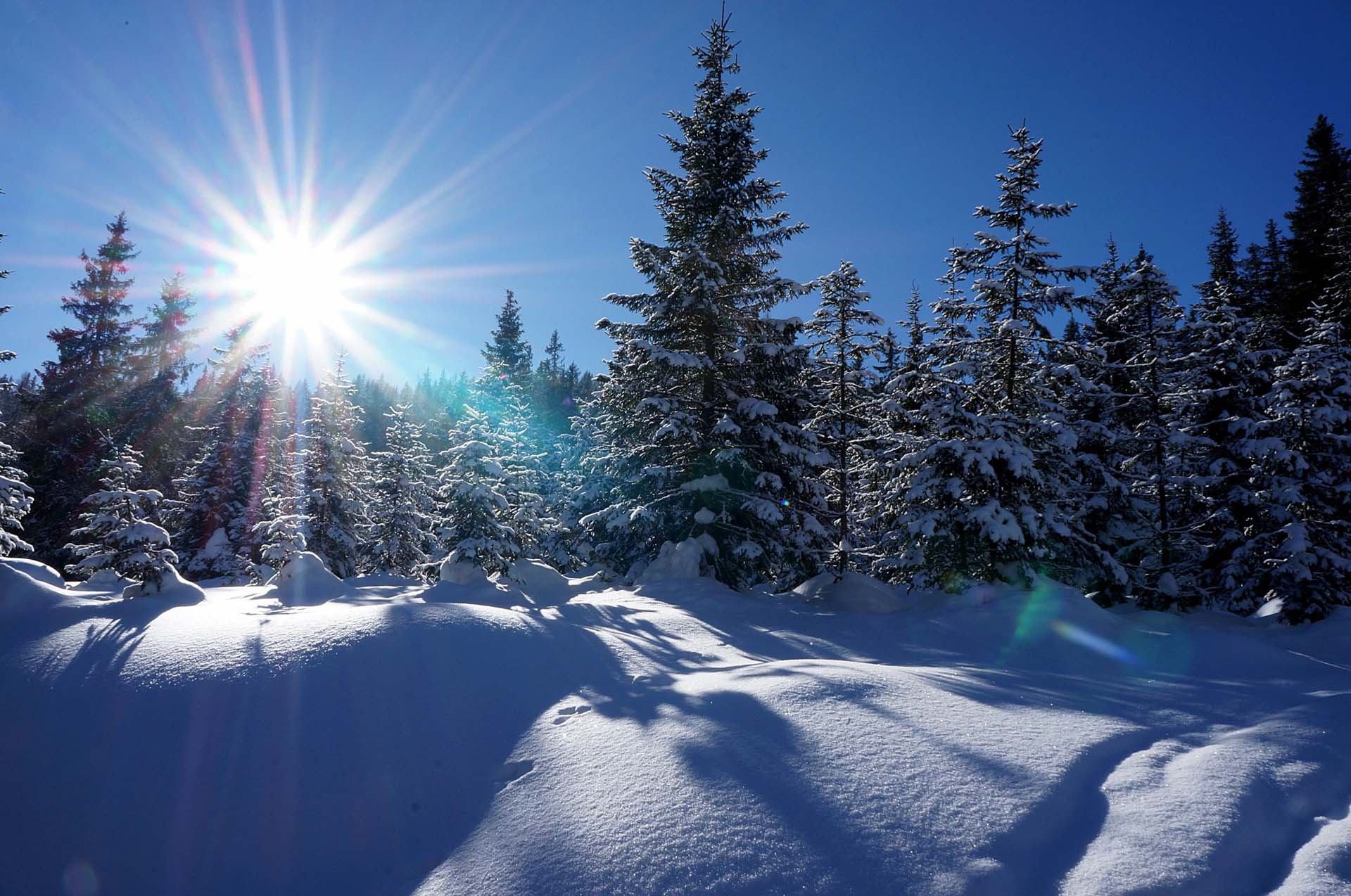 Wildbach-Lodge-Winterwald-auf-der-Tiergartenalm